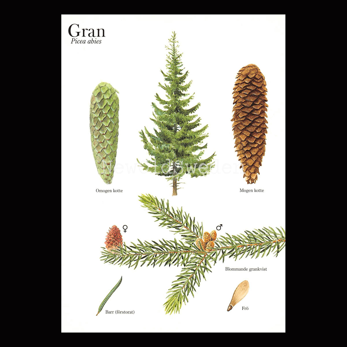 GRAN Picea abies Lars Klinting - Vykort - 405