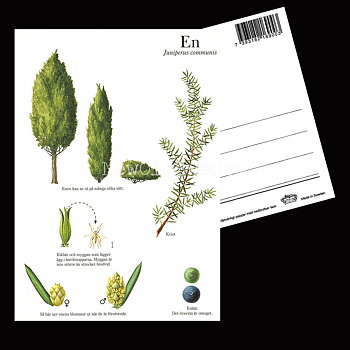 EN Juniperus communis Lars Klinting - Vykort - 405