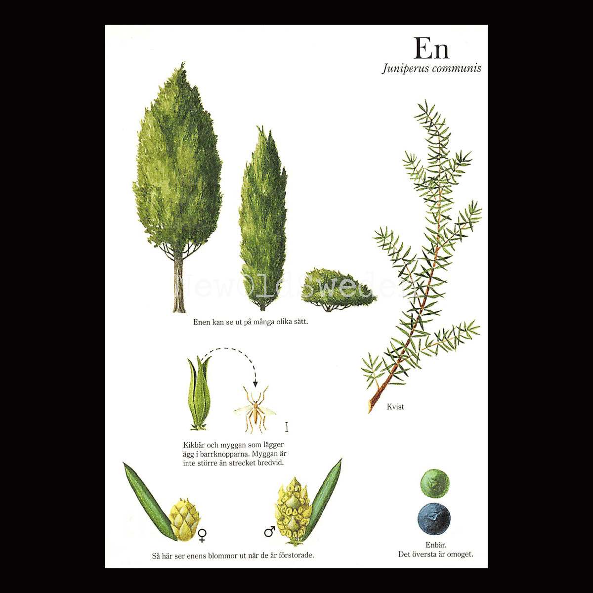 EN Juniperus communis Lars Klinting - Vykort - 405