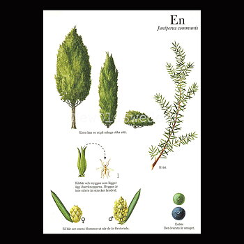 EN Juniperus communis Lars Klinting - Vykort - 405