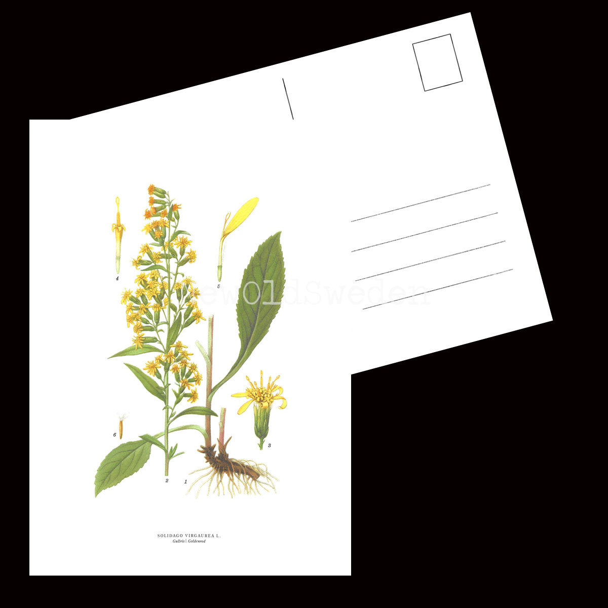 Gullris - SOLIDAGO VIRGAUREA L. - B3 - 2