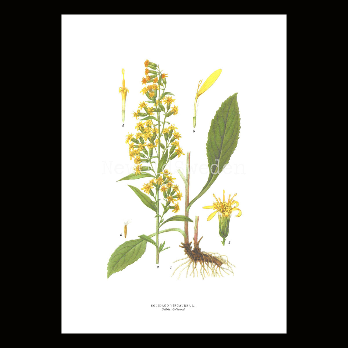 Gullris - SOLIDAGO VIRGAUREA L. - B3
