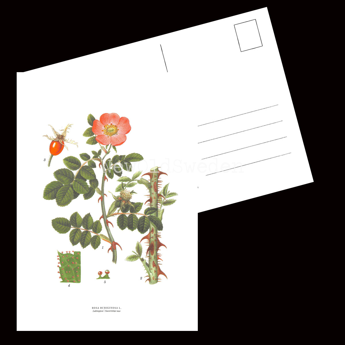 Luktnypon - ROSA RUBIGINOSA L. - B3 - 2