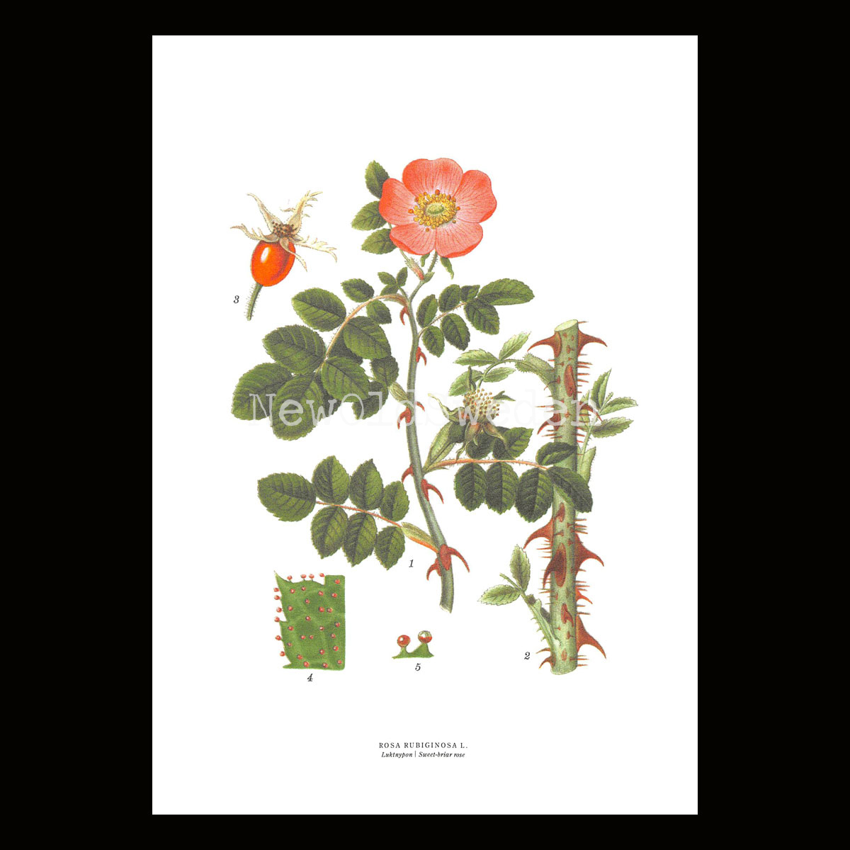 Luktnypon - ROSA RUBIGINOSA L. - B3