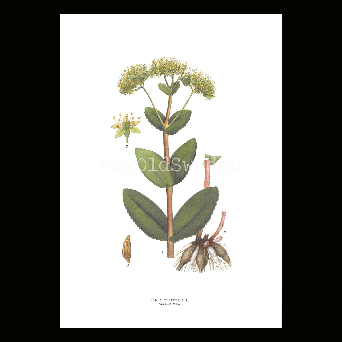 Kärleksört - SEDUM TELEPHIUM L. - B3