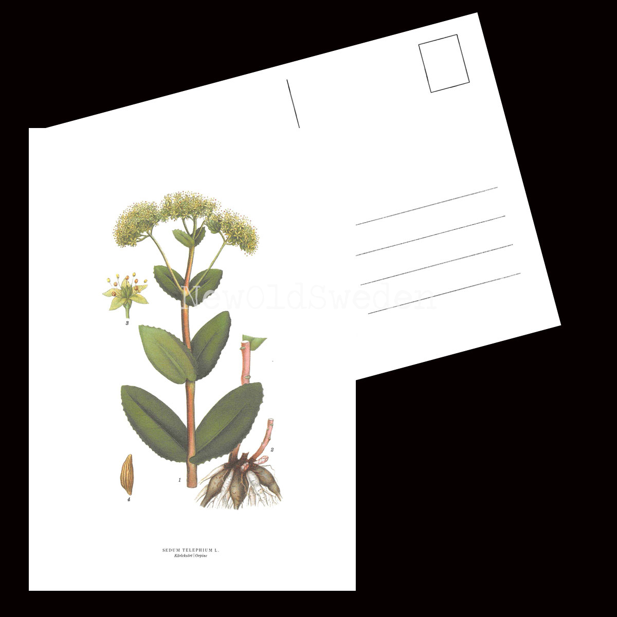 Kärleksört - SEDUM TELEPHIUM L. - B3 - 2