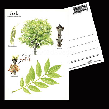 ASK Fraxinus excelsior Lars Klinting - Vykort - 405
