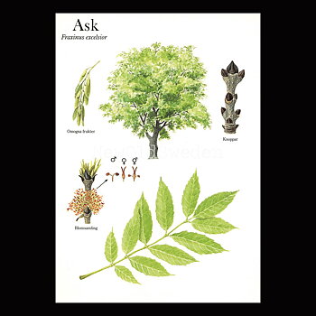 ASK Fraxinus excelsior Lars Klinting - Vykort - 405