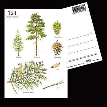 TALL Pinus silvestris Lars Klinting - Vykort - 405