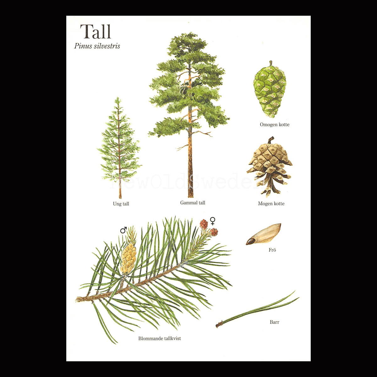 TALL Pinus silvestris Lars Klinting - Vykort - 405