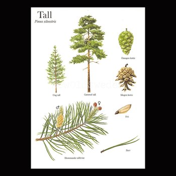 TALL Pinus silvestris Lars Klinting - Vykort - 405