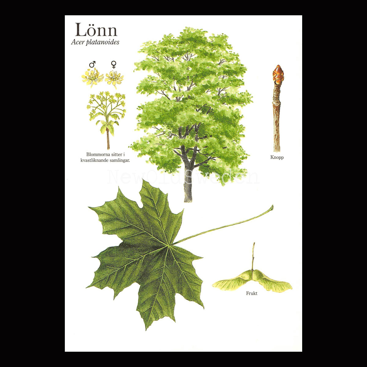 LÖNN Acer platanoides Lars Klinting - Vykort - 405