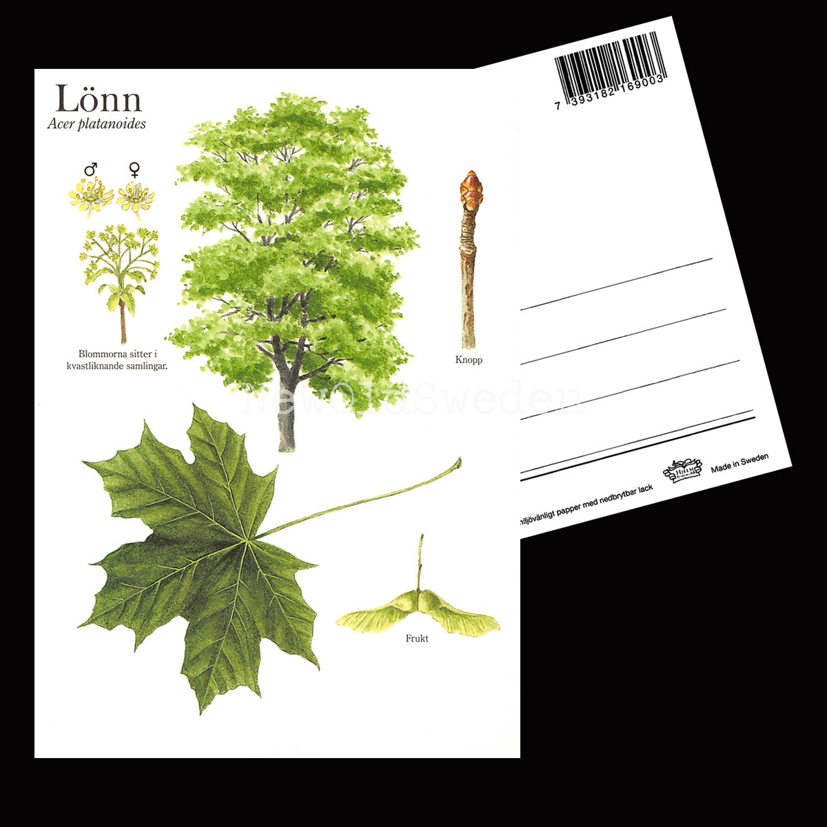 LÖNN Acer platanoides Lars Klinting - Vykort - 405 - 2