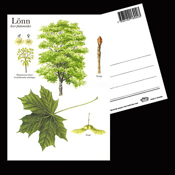 LÖNN Acer platanoides Lars Klinting - Vykort - 405