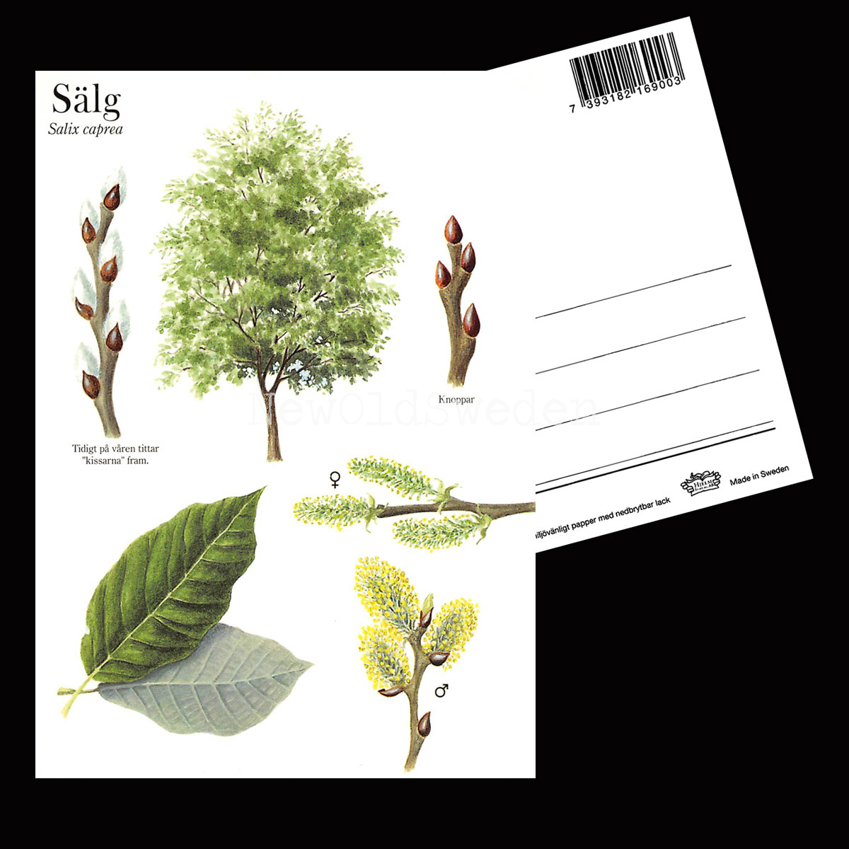 SÄLG Salix caprea Lars Klinting - Vykort - 406 - 2