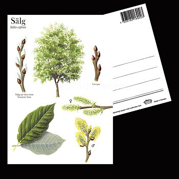 SÄLG Salix caprea Lars Klinting - Vykort - 406