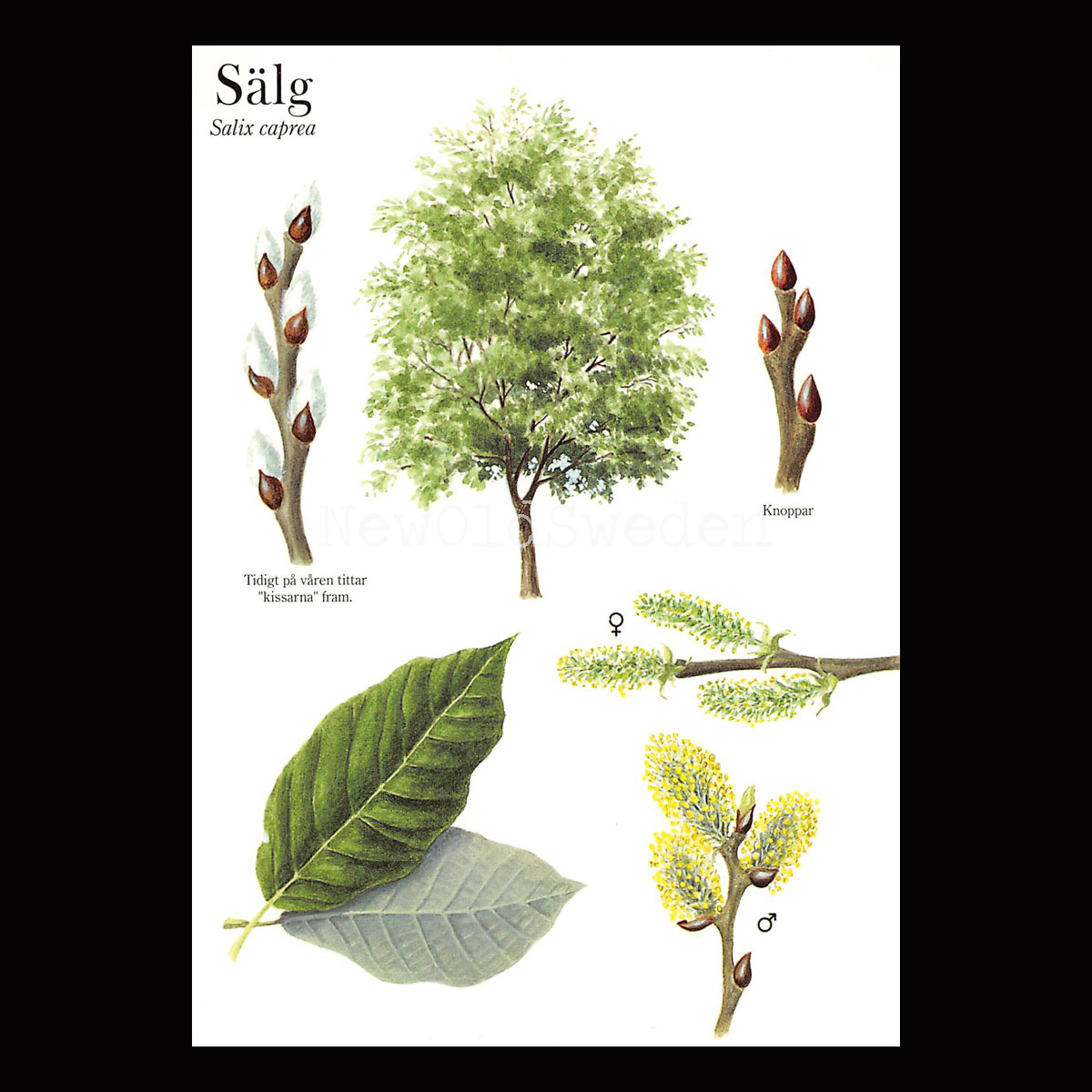 SÄLG Salix caprea Lars Klinting - Vykort - 406