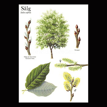 SÄLG Salix caprea Lars Klinting - Vykort - 406