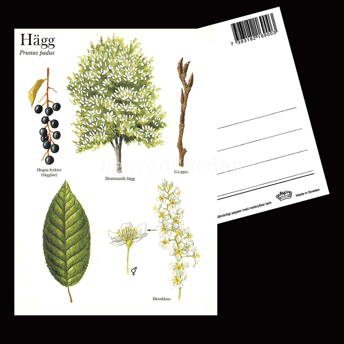 HÄGG Prunus padus Lars Klinting - Vykort - 405 - 2