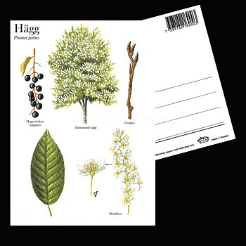 HÄGG Prunus padus Lars Klinting - Vykort - 405