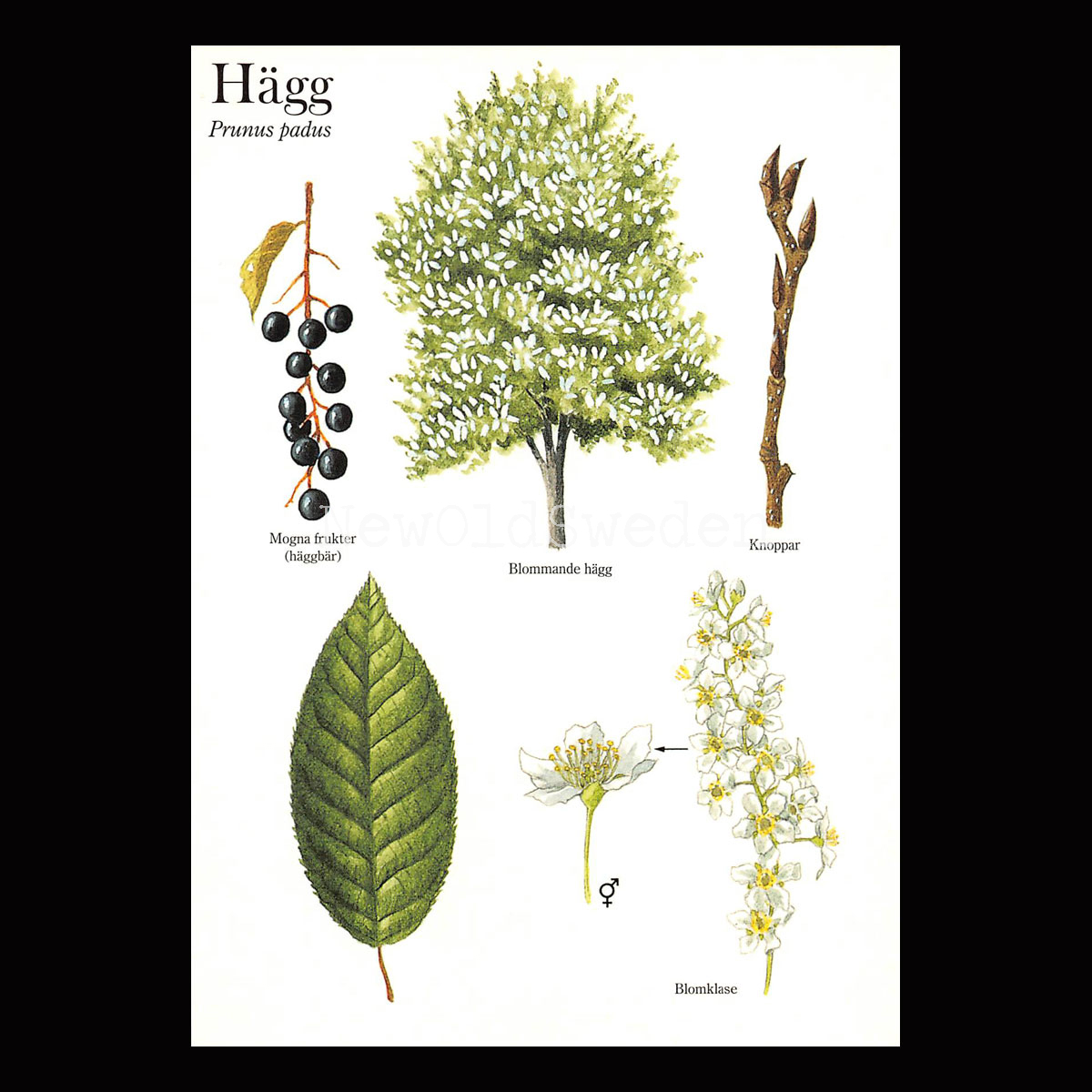 HÄGG Prunus padus Lars Klinting - Vykort - 405