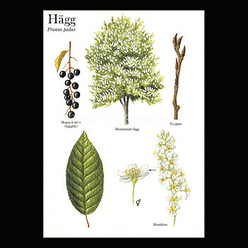 HÄGG Prunus padus Lars Klinting - Vykort - 405