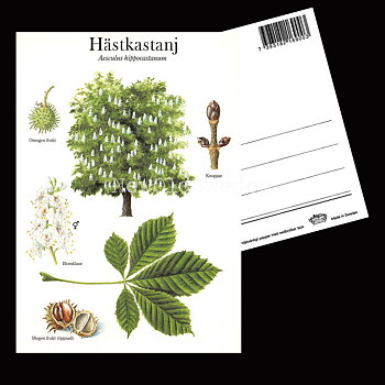 HÄSTKASTANJ Aesculus hippocastanum Lars Klinting - Vykort - 405