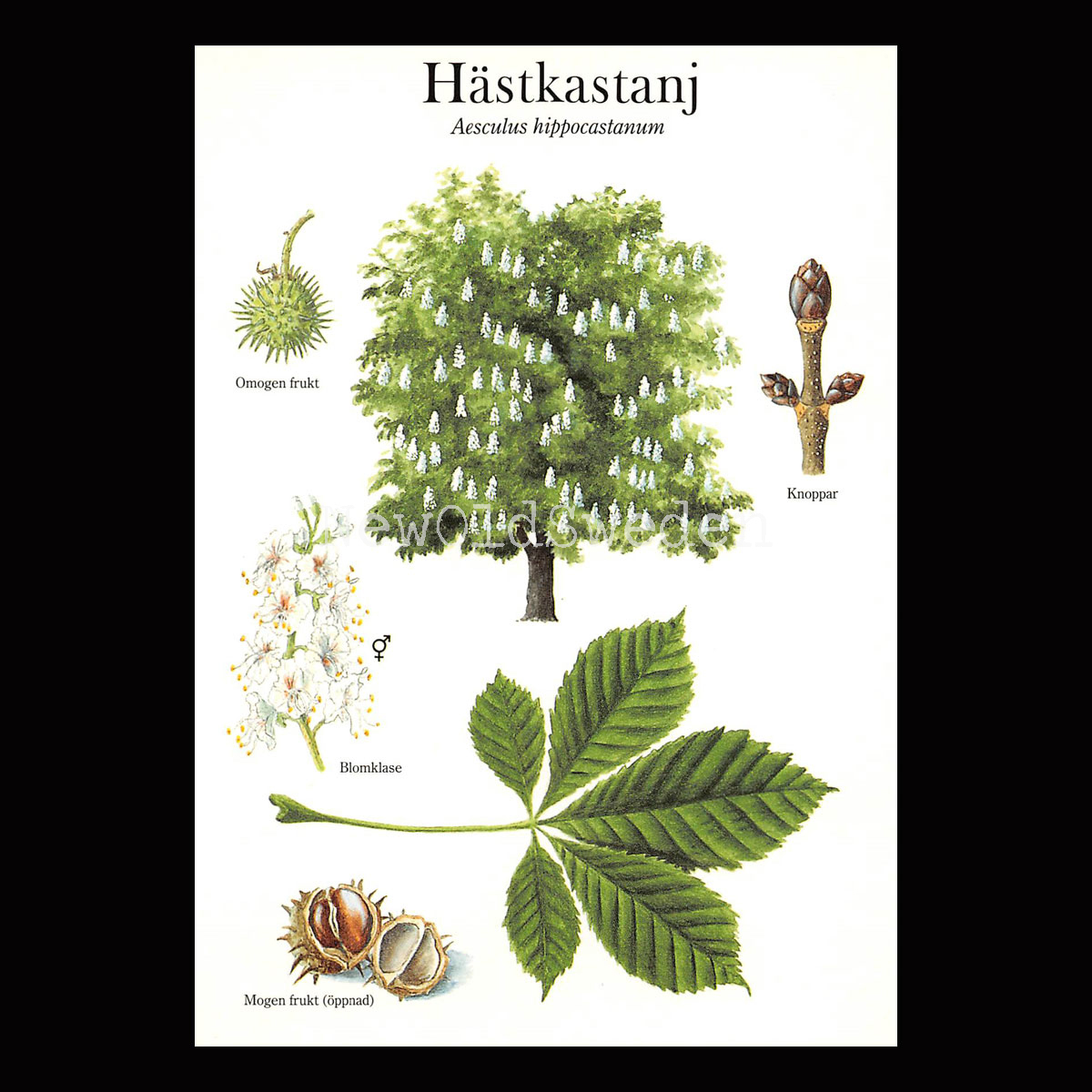 HÄSTKASTANJ Aesculus hippocastanum Lars Klinting - Vykort - 405