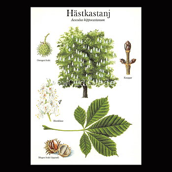 HÄSTKASTANJ Aesculus hippocastanum Lars Klinting - Vykort - 405