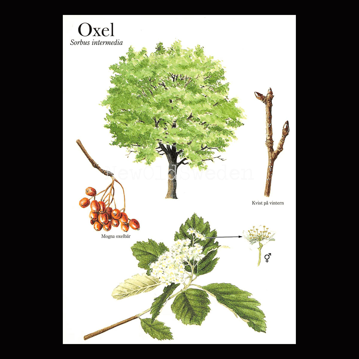 OXEL Sorbus intermedia Lars Klinting - Vykort - 405