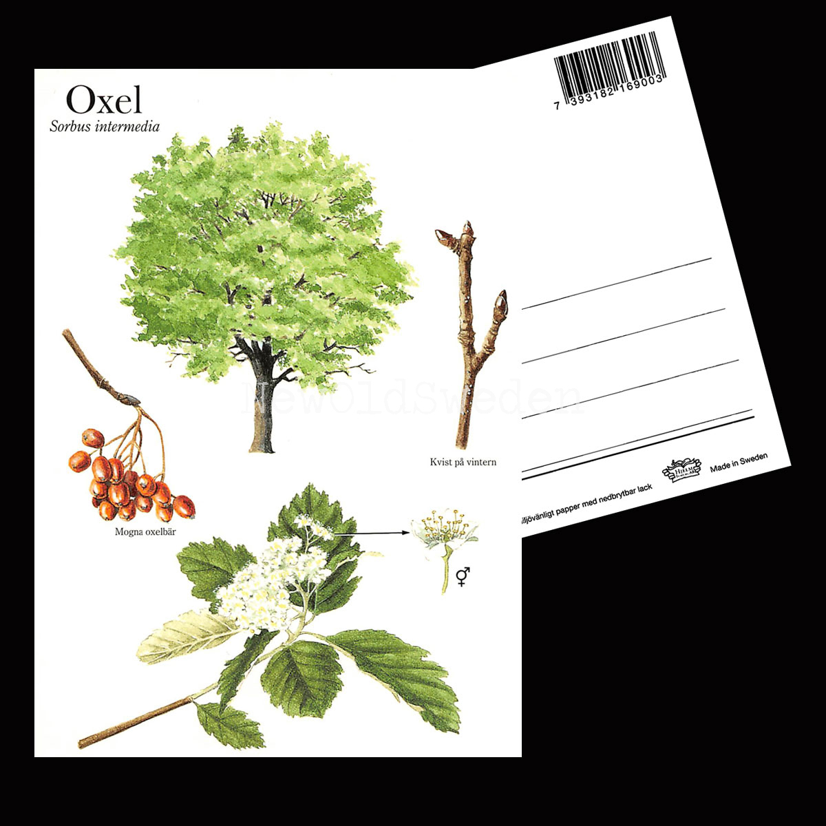 OXEL Sorbus intermedia Lars Klinting - Vykort - 405 - 2