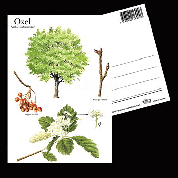 OXEL Sorbus intermedia Lars Klinting - Vykort - 405