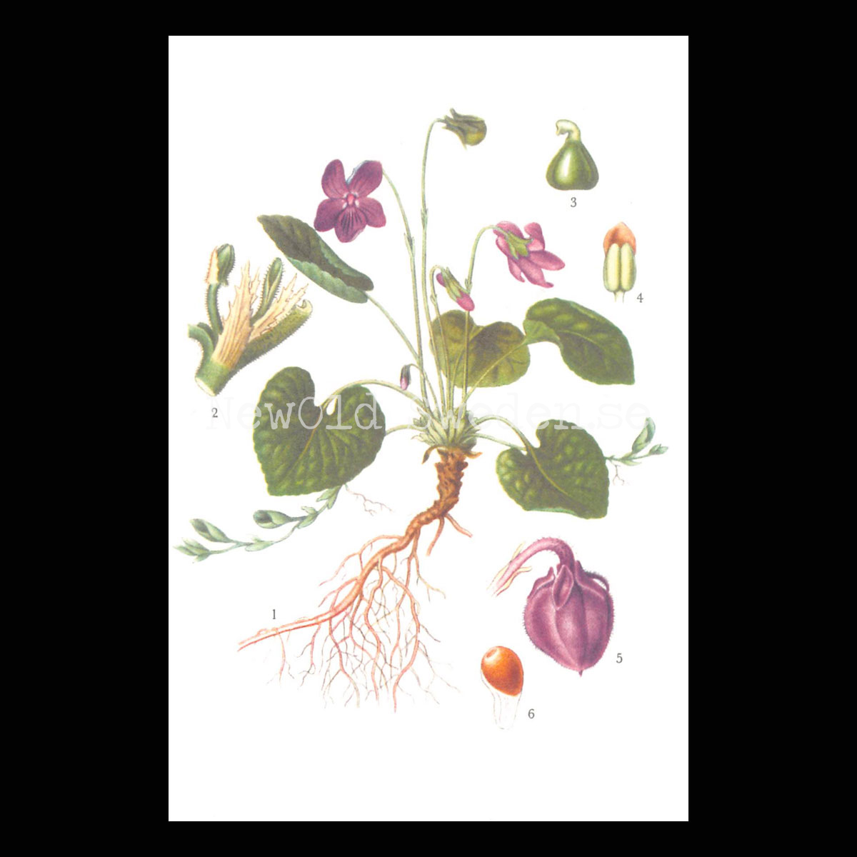 Violet, Viola odorata Vintage Vykort Nr: 48 - 10 x 15 cm - 426