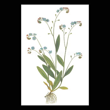 Förgätmigej Forgot-Me-Not Myosotis Scorpioides Vintage Vykort Nr: 49 - 10 x 15 cm - 426