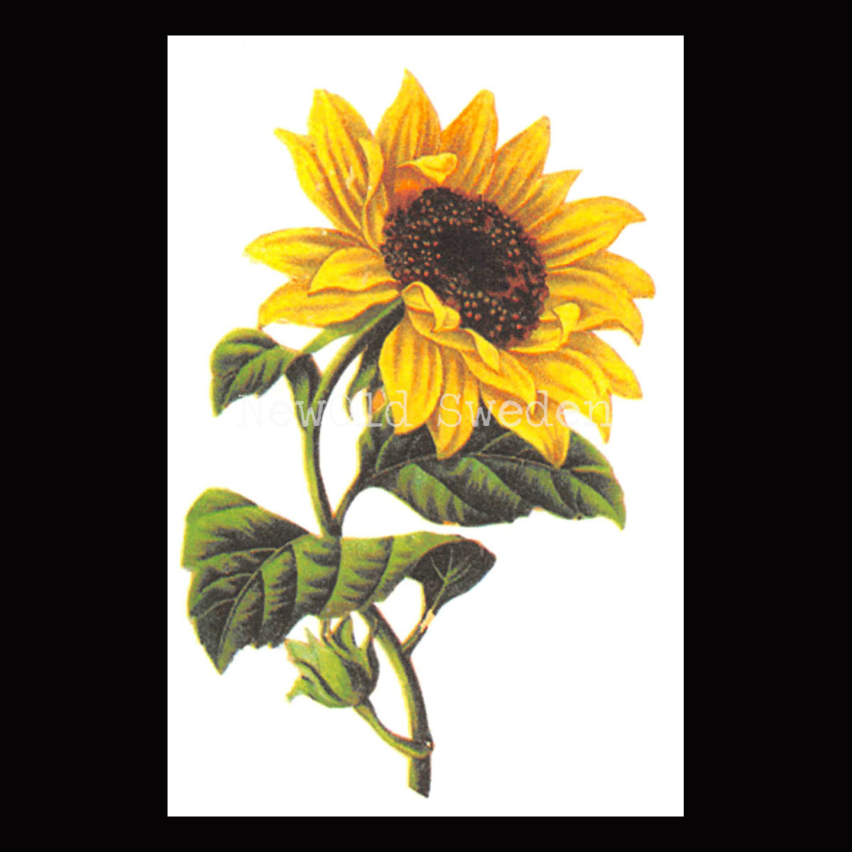 Solros Vintage Vykort Nr: 22 - 10 x 15 cm - 425