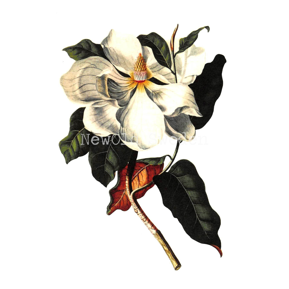 Magnolia Vintage Vykort Nr: 23 - 10 x 15 cm - 425 - 2