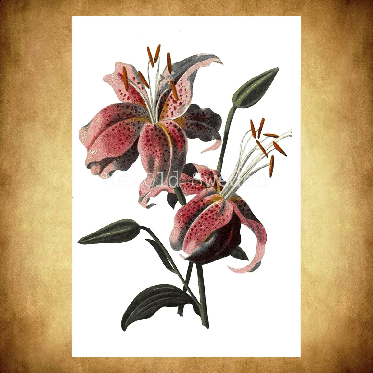 Lilja Rosa Vintage Vykort Nr: 25 - 10 x 15 cm - 425 - 2