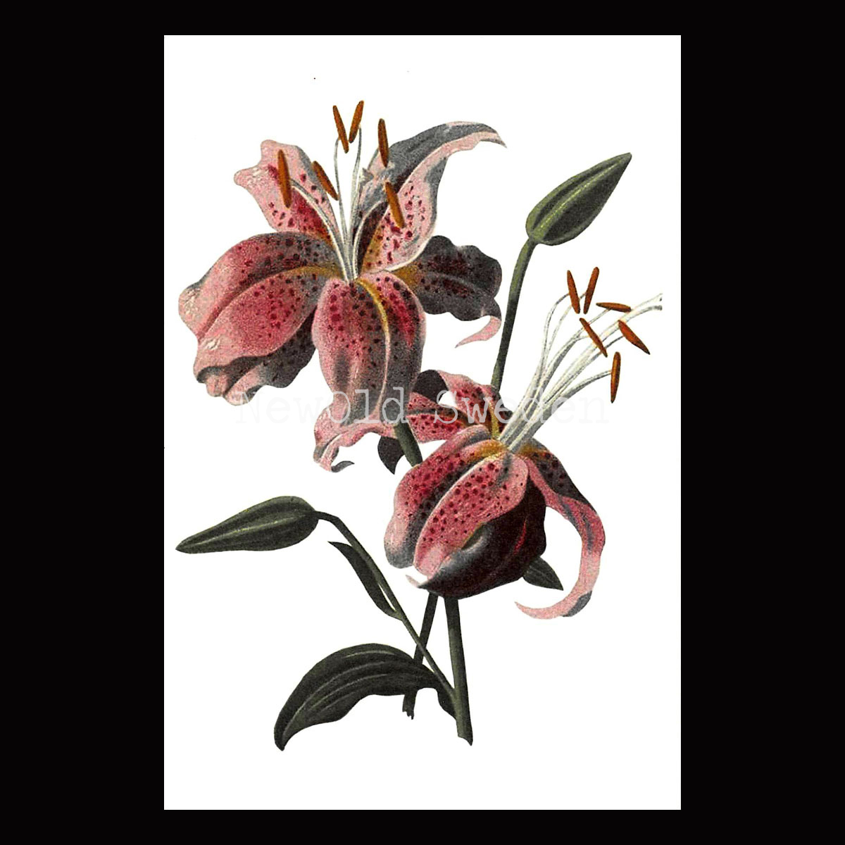 Lilja Rosa Vintage Vykort Nr: 25 - 10 x 15 cm - 425
