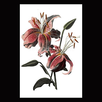 Lilja Rosa Vintage Vykort Nr: 25 - 10 x 15 cm - 425