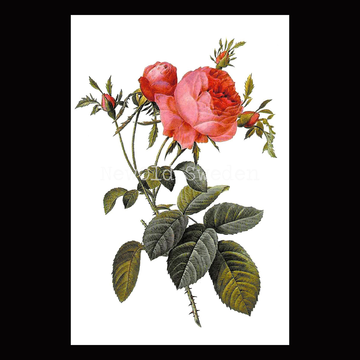 Rosa centifolia Vintage Vykort Nr: 26 - 10 x 15 cm - 425