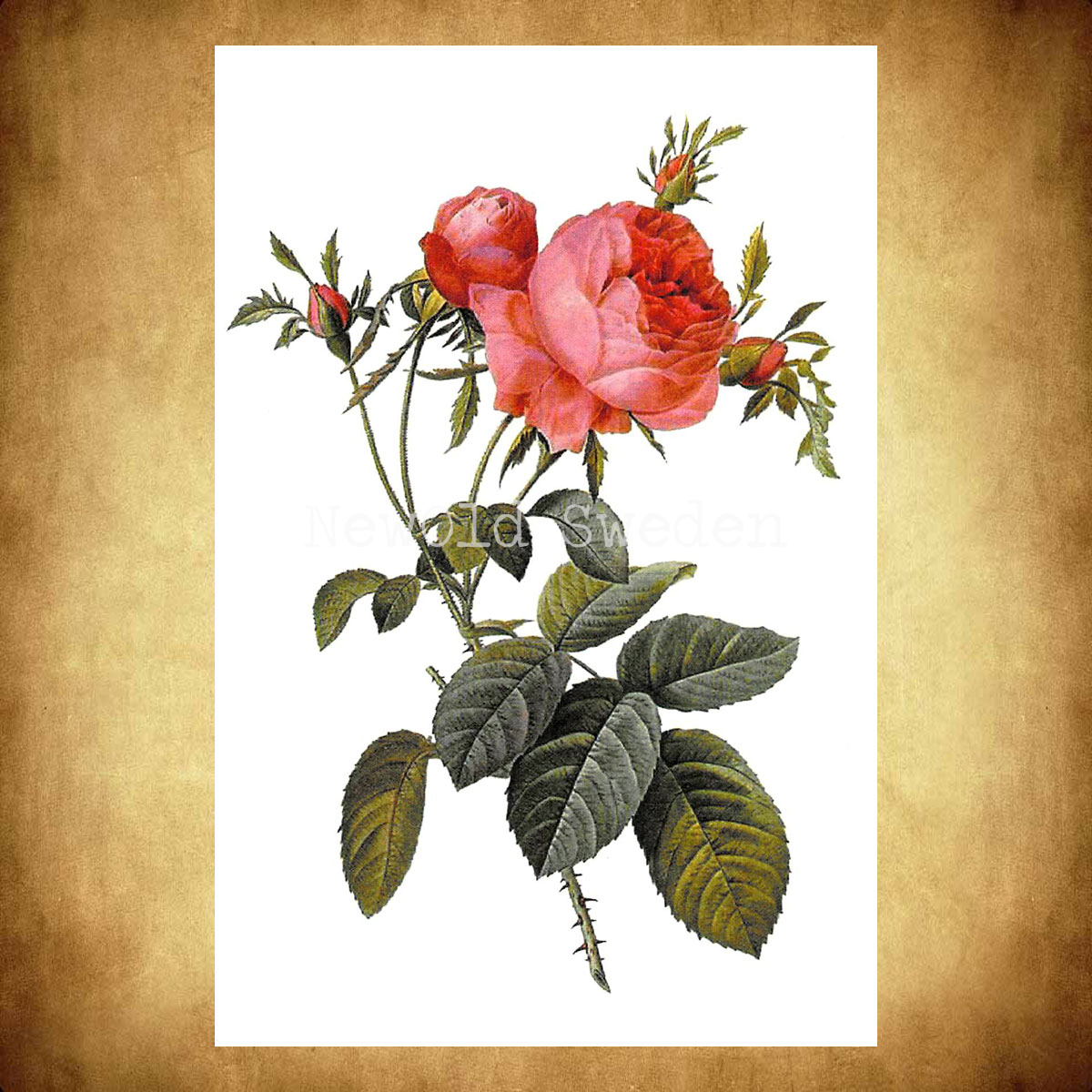 Rosa centifolia Vintage Vykort Nr: 26 - 10 x 15 cm - 425 - 2