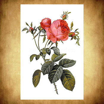 Rosa centifolia Vintage Vykort Nr: 26 - 10 x 15 cm - 425