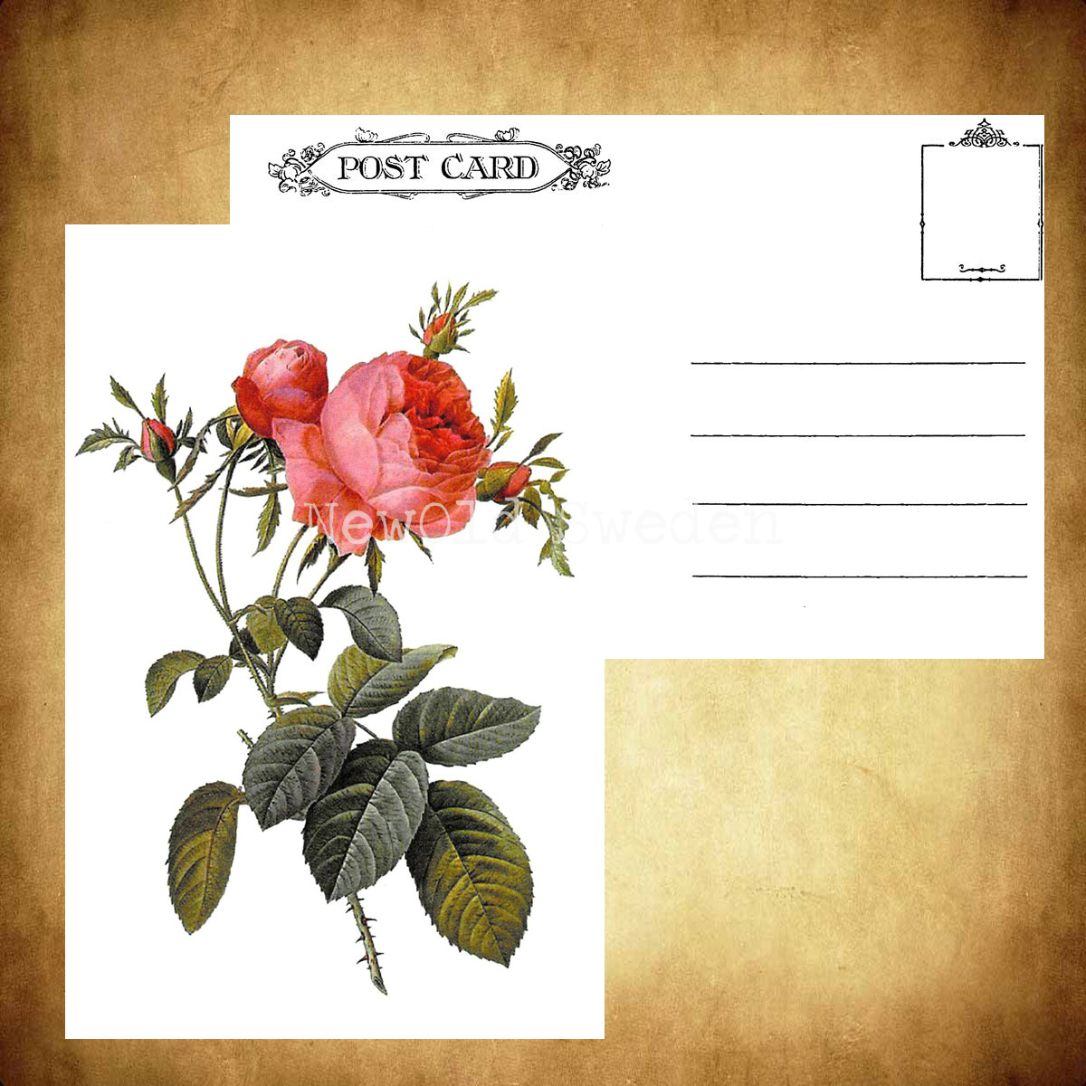 Rosa centifolia Vintage Vykort Nr: 26 - 10 x 15 cm - 425 - 3