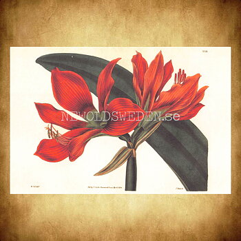 Blommor Vintage Vykort Nr: 164 - 10 x 15 cm - 430