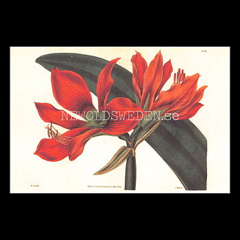 Blommor Vintage Vykort Nr: 164 - 10 x 15 cm - 430