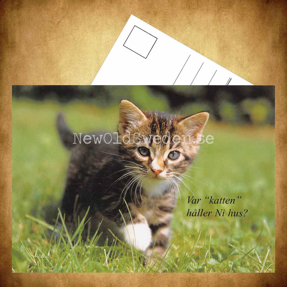 Var "katten" håller Ni hus? - Vykort A5 - 3
