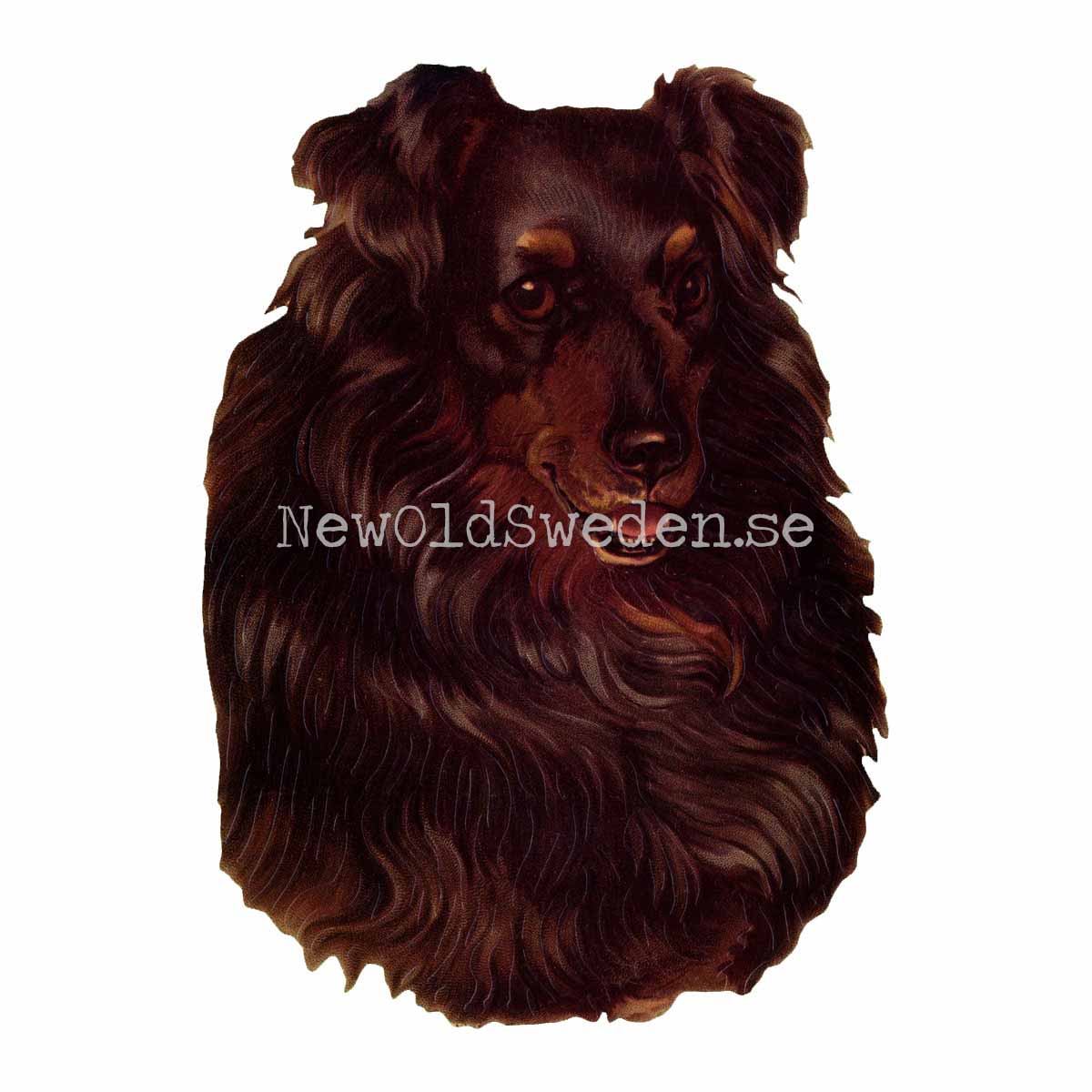 Dog - Collie 11.5x16 cm - Bokmärke © Ernst Freihoff 5031 - 3