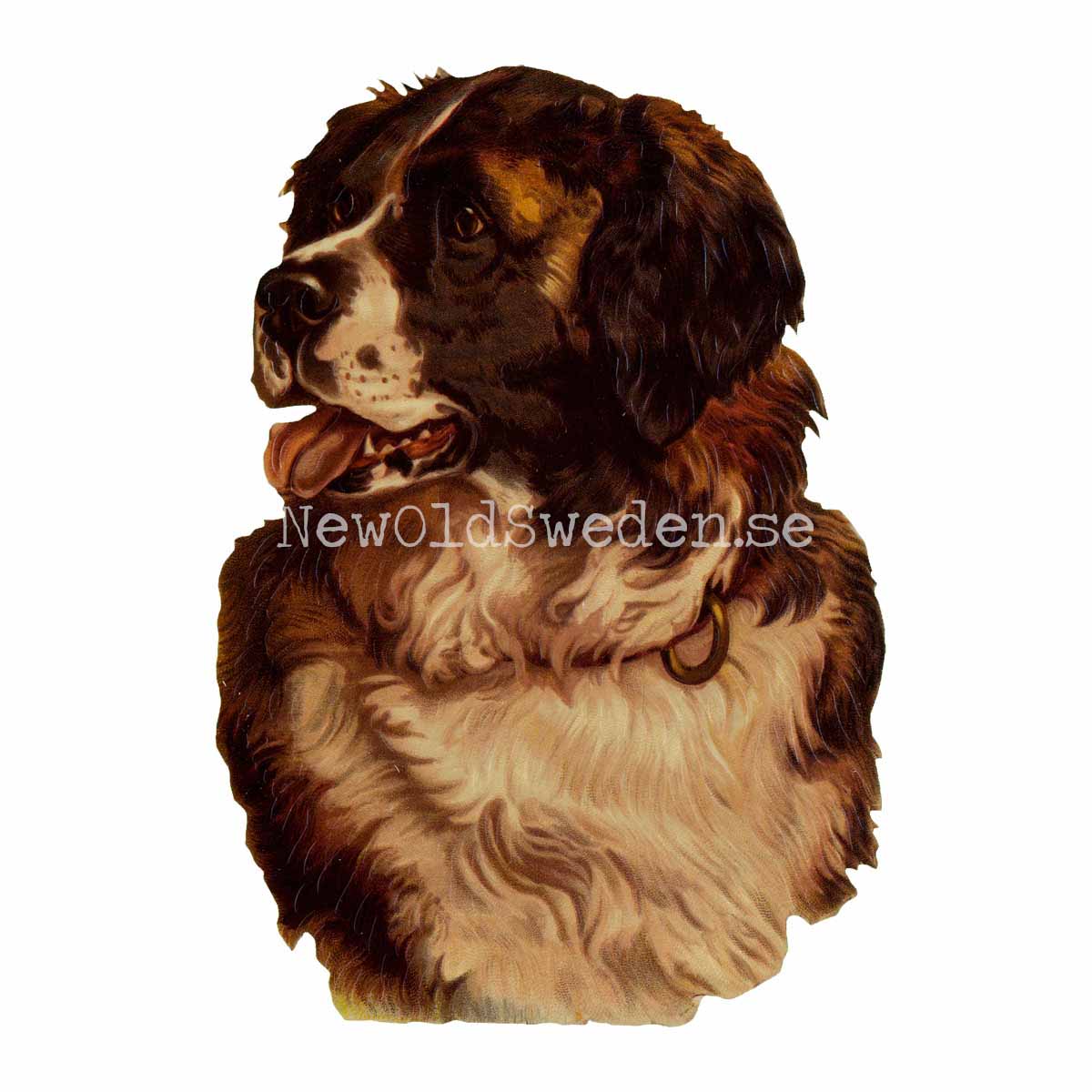 Dog - Saint Bernard 11x16 cm - Bokmärke © Ernst Freihoff 5032 - 3