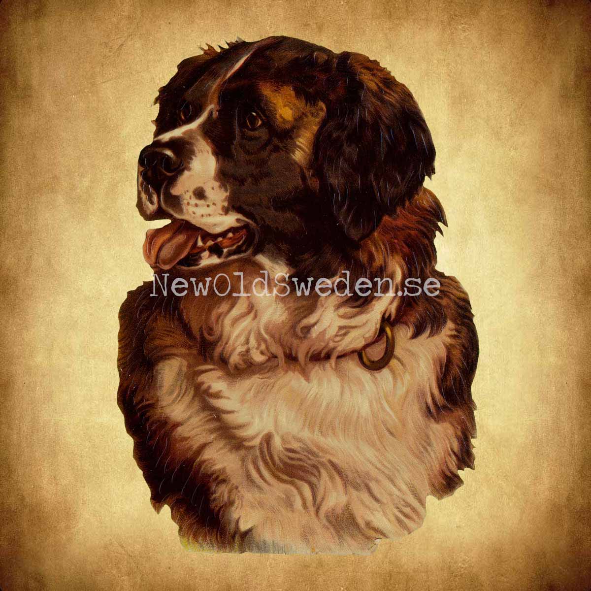 Dog - Saint Bernard 11x16 cm - Bokmärke © Ernst Freihoff 5032 - 2