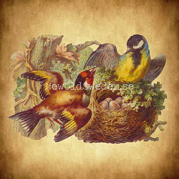 Nest with Birds 16.5x11 cm - Bokmärke © Ernst Freihoff 5044